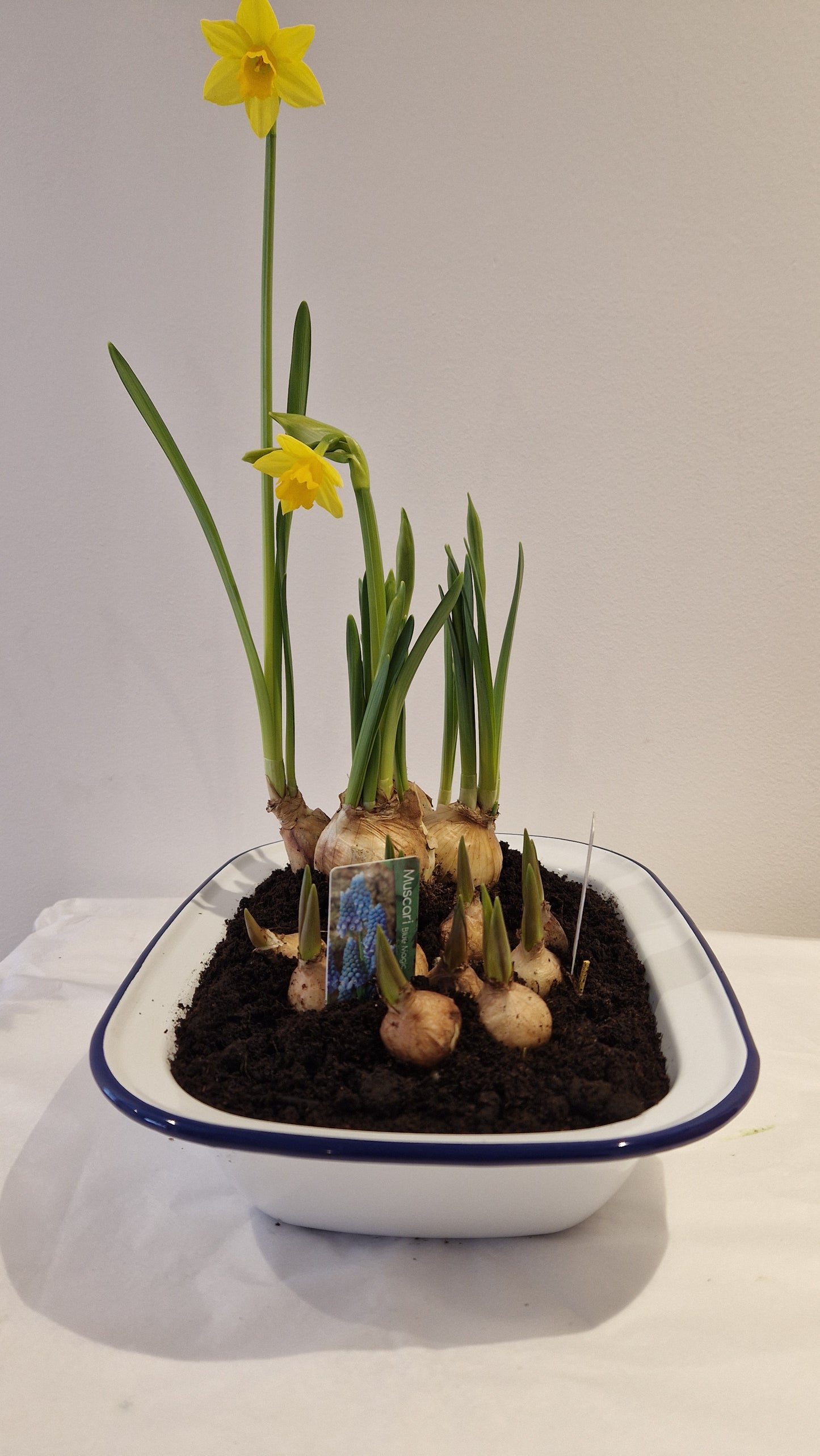 Spring planted enamel pie dish.