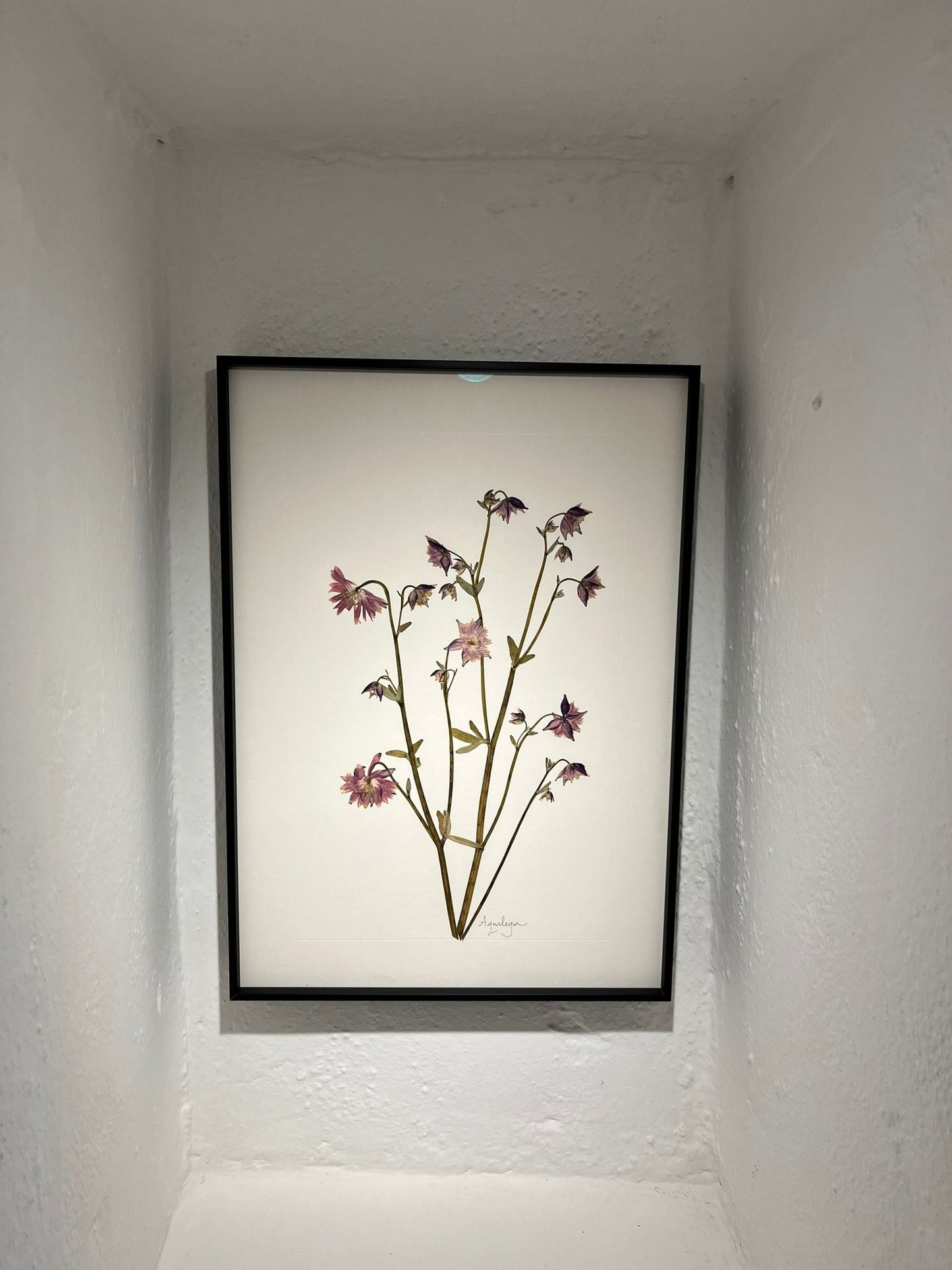 A3 Framed Pressed Flower