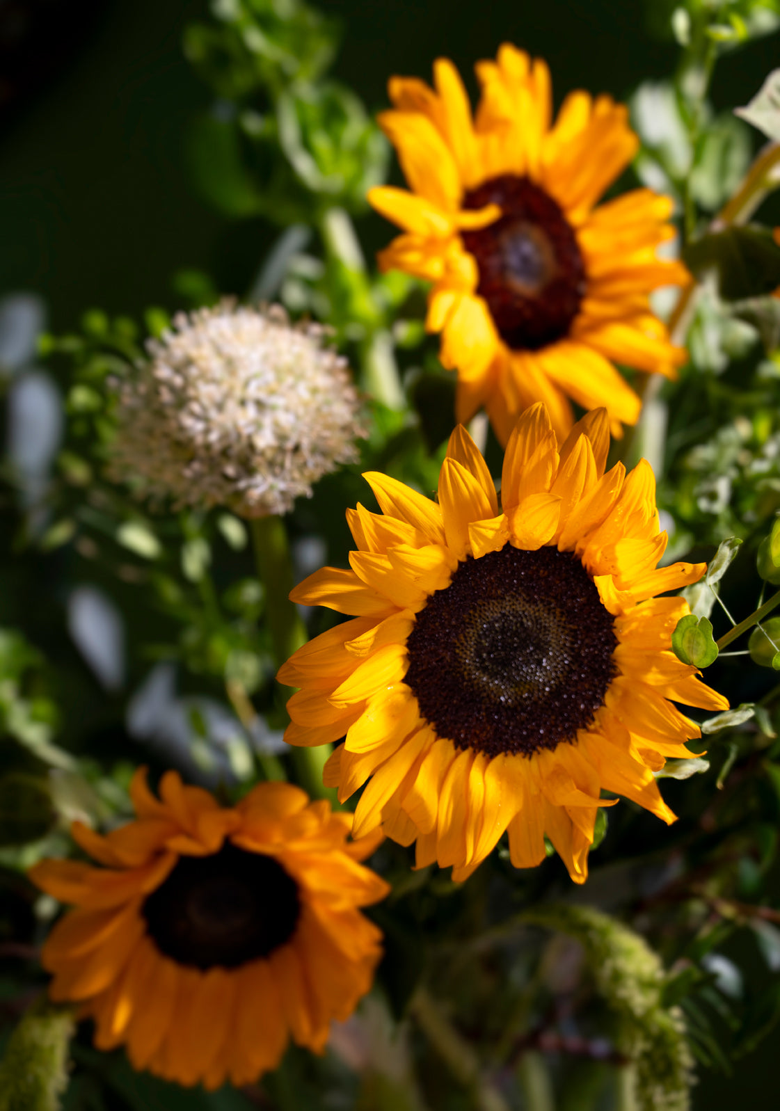 Sunshine & Meadow Greens