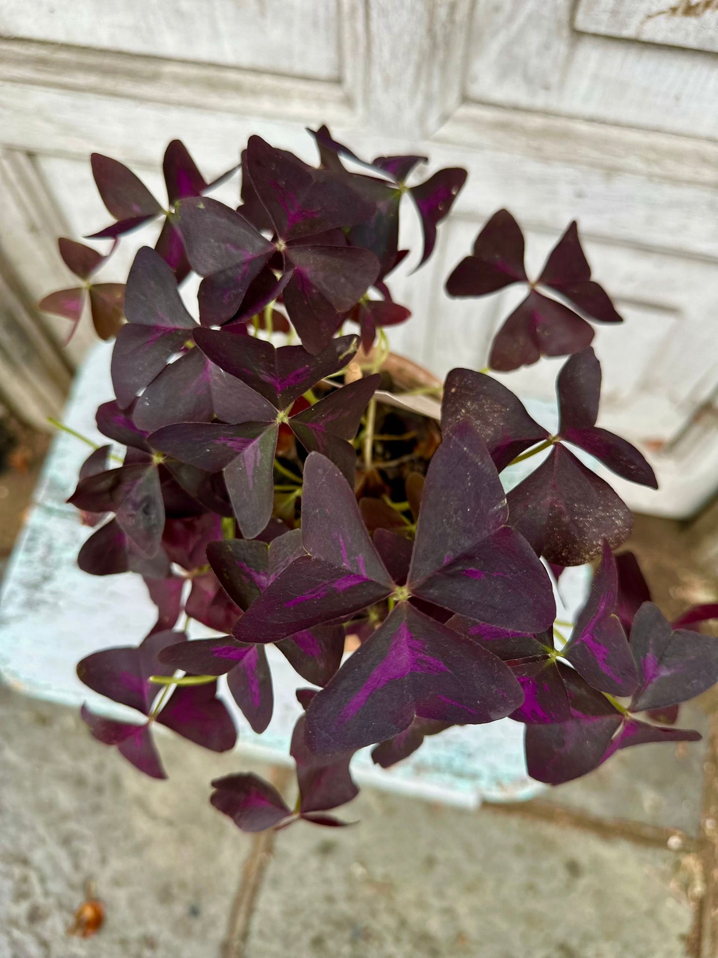 Purple Shamrock including pot