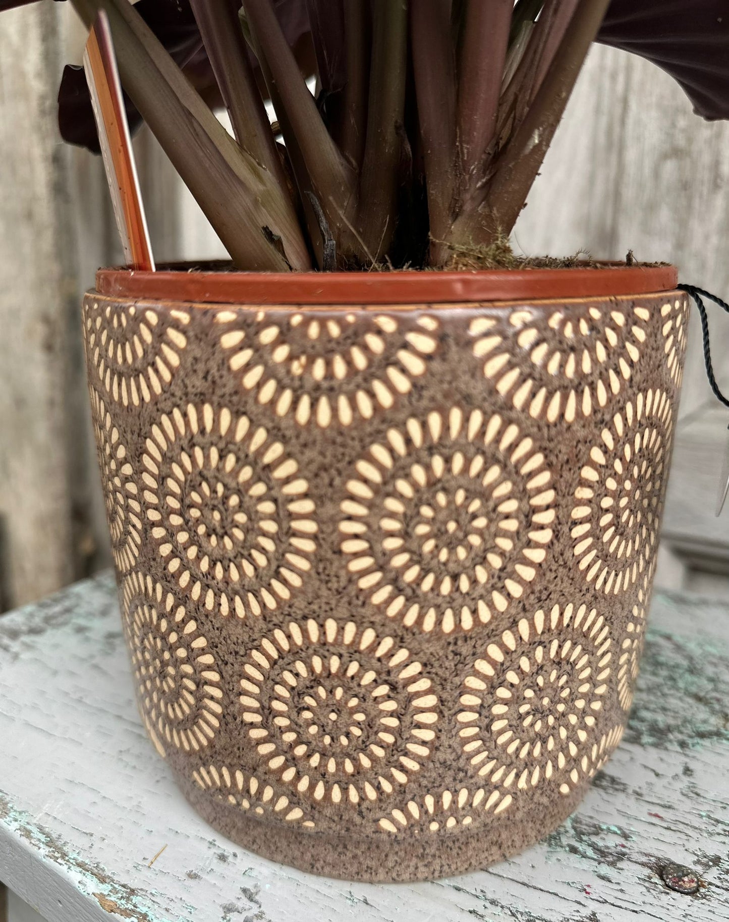 Eternal Flame Calathea Plant including pot