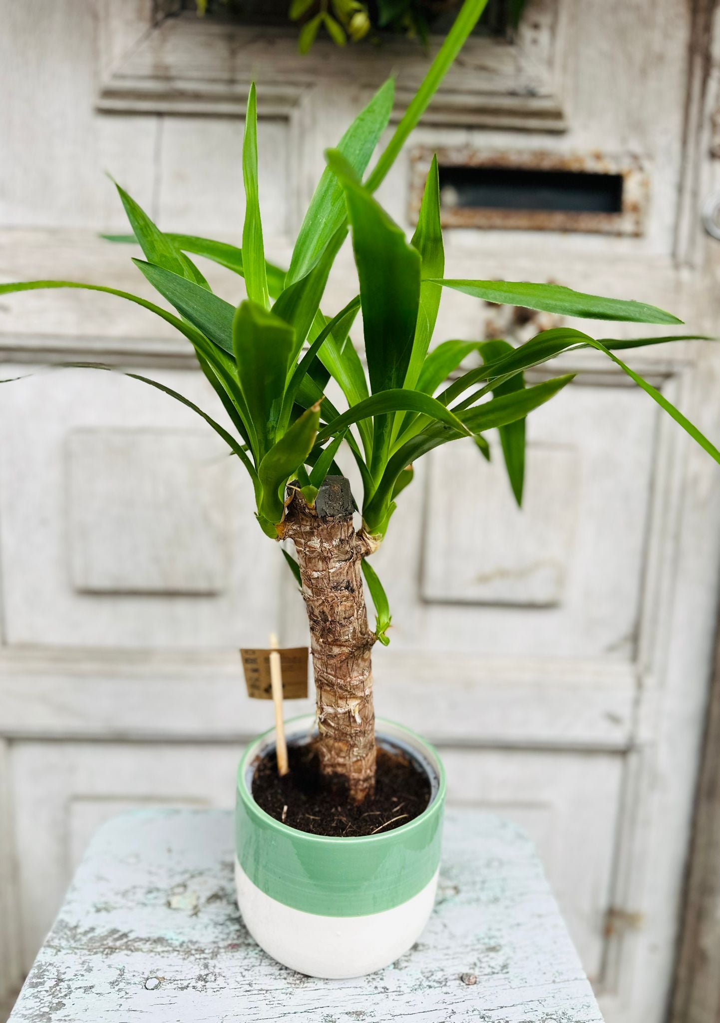 Yucca Plant including pot