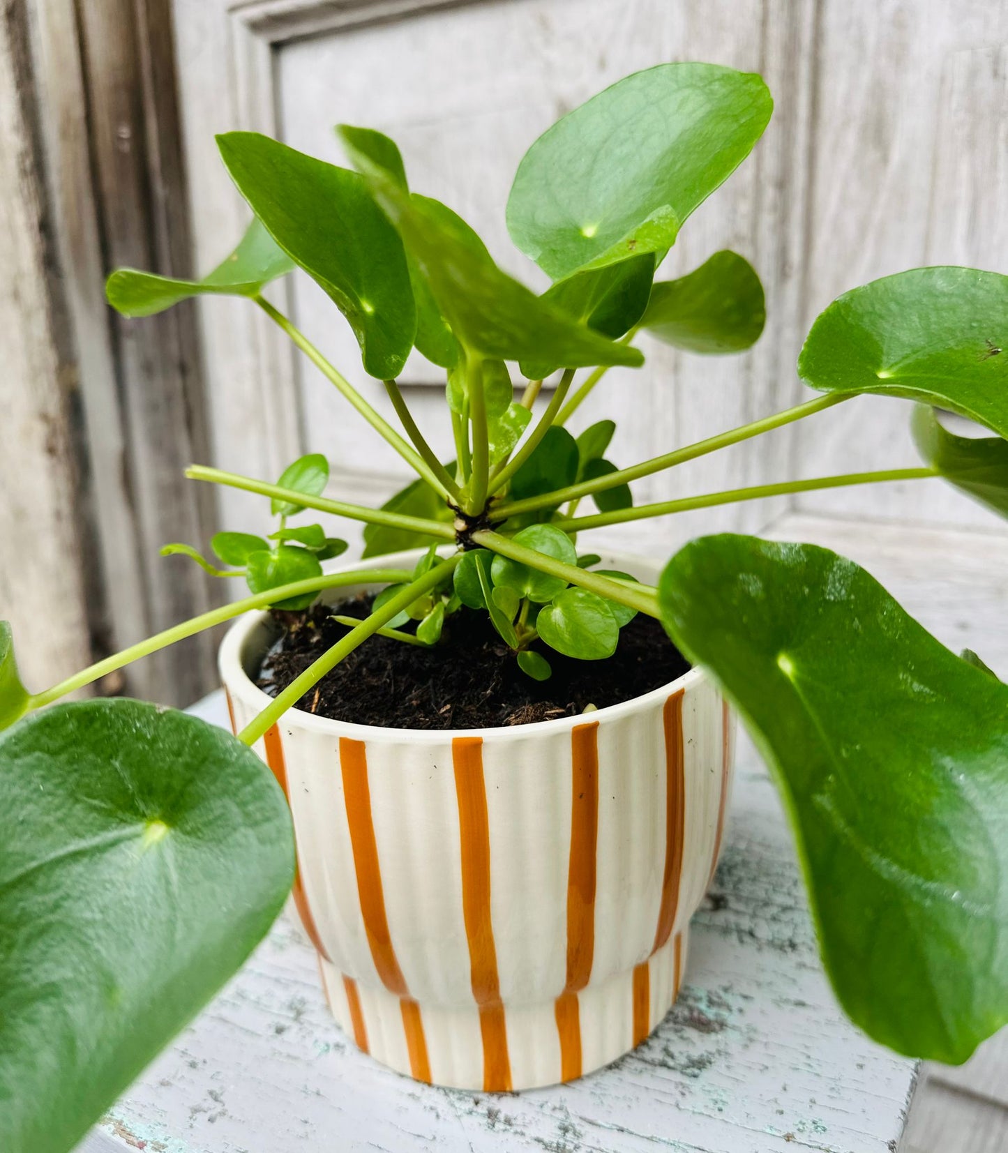Pilea Money Plant including pot