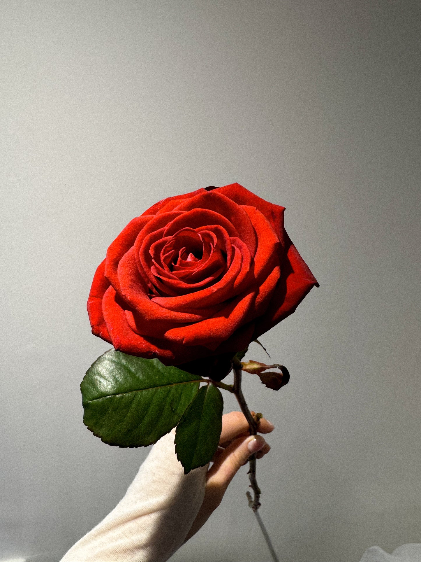 Single Red Rose