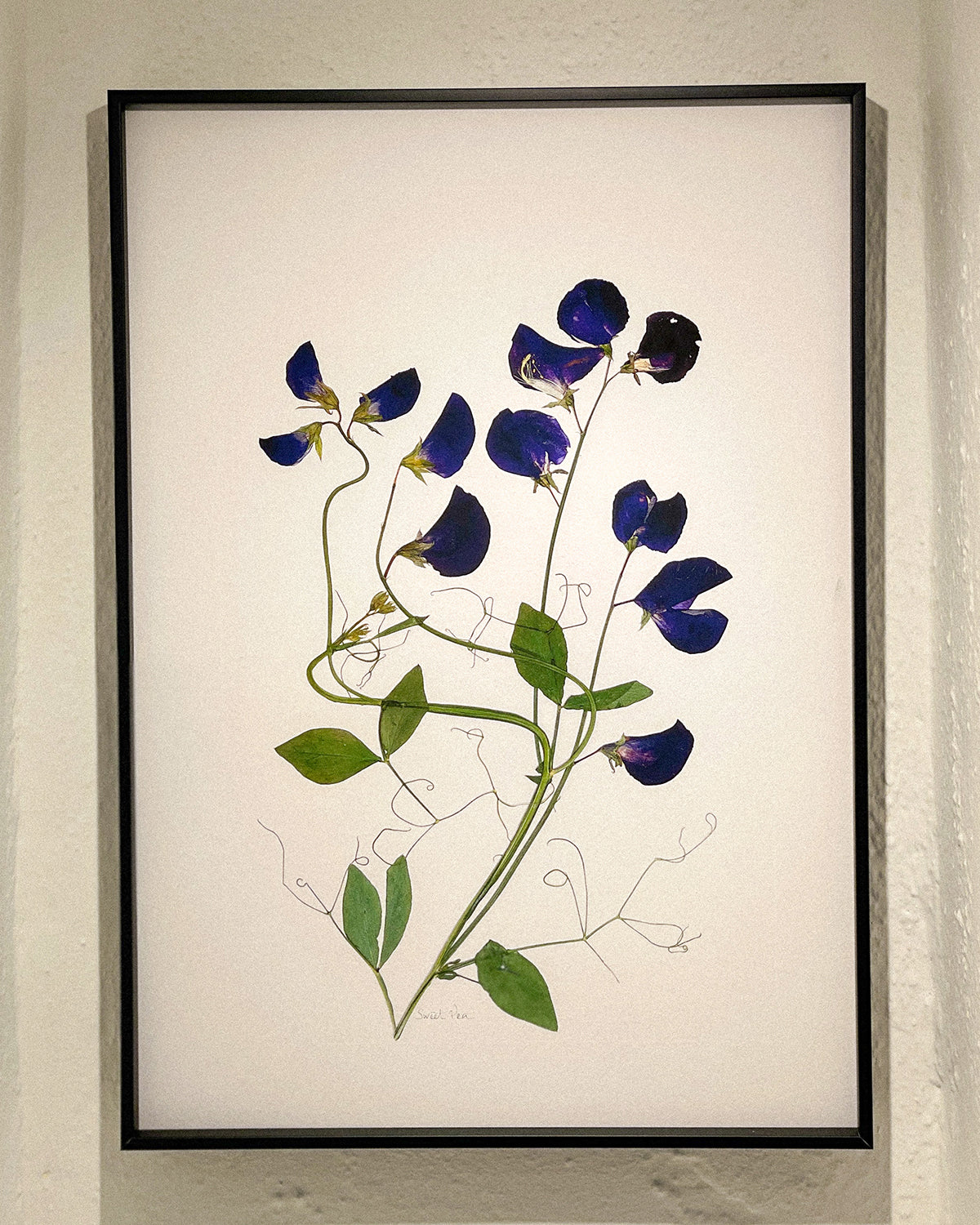 A3 Framed Pressed Flower Print
