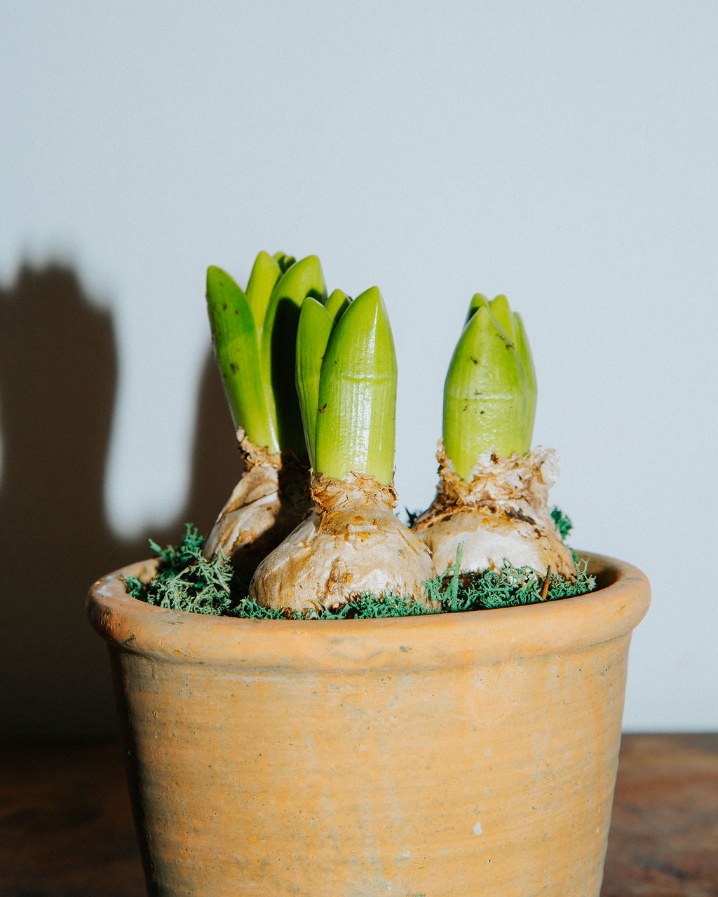 Hyacinth Bulbs in Terracotta Pot