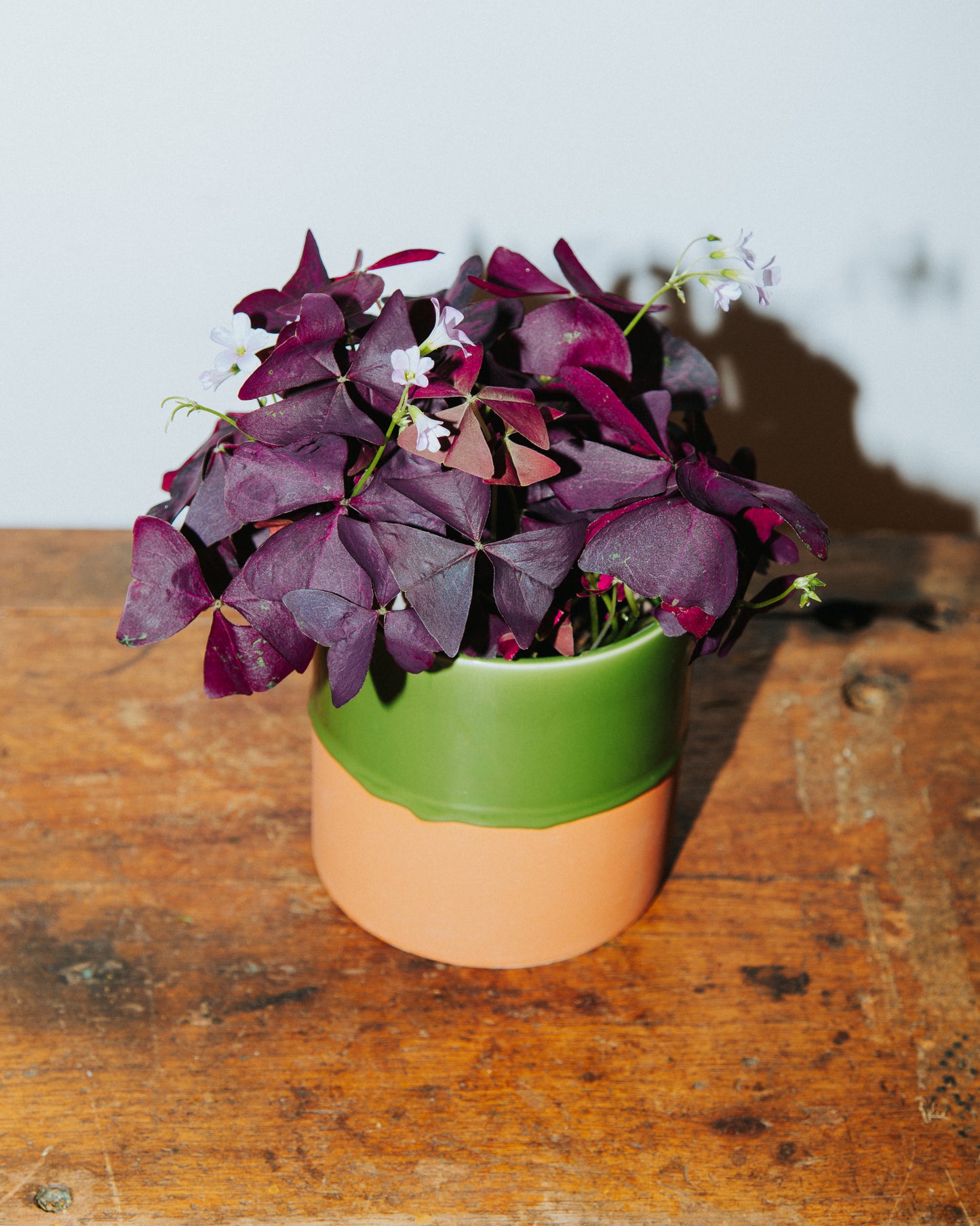 Oxalis Plant