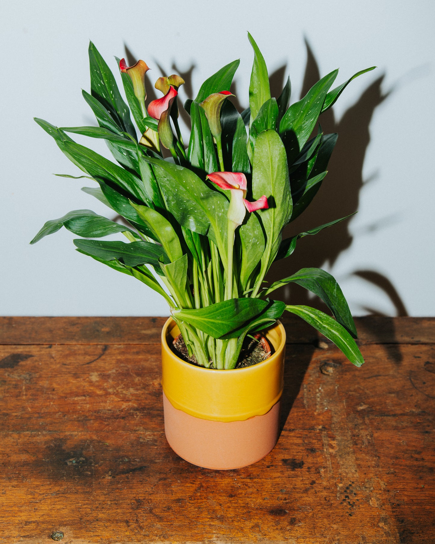 Calla Lily Plant