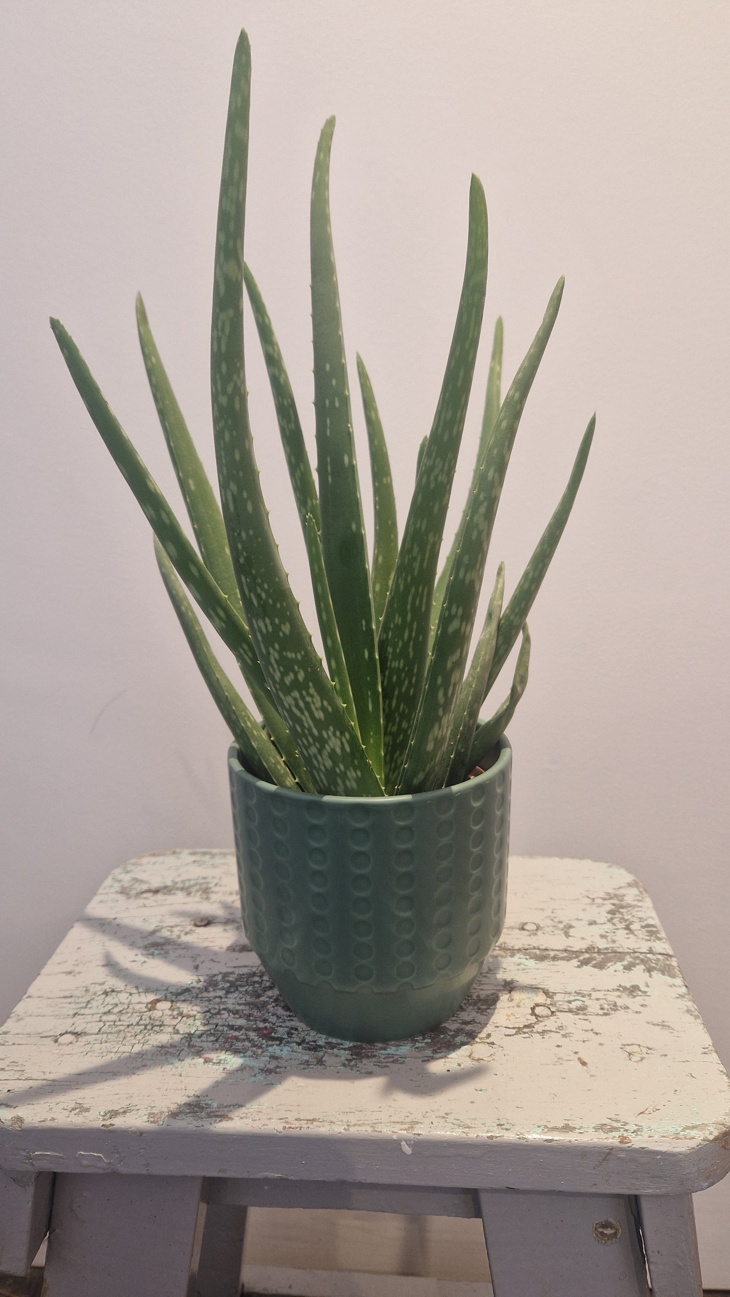 Aloe vera