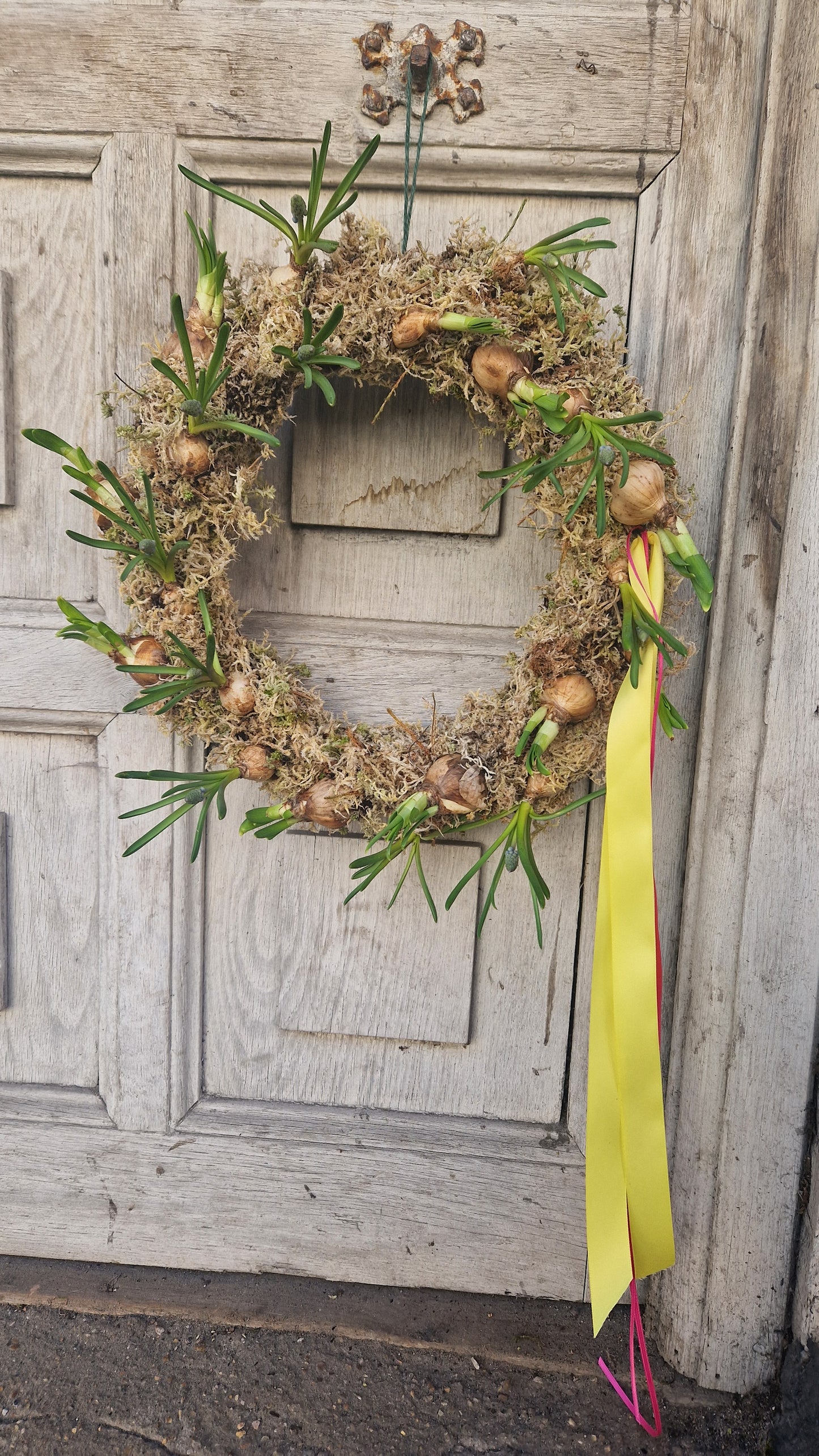 Spring bulb wreatg