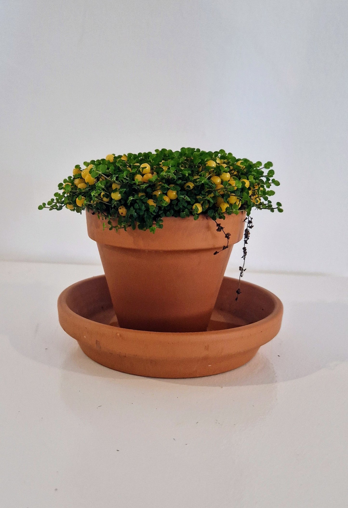 Bead plant in terracotta pot and saucer.