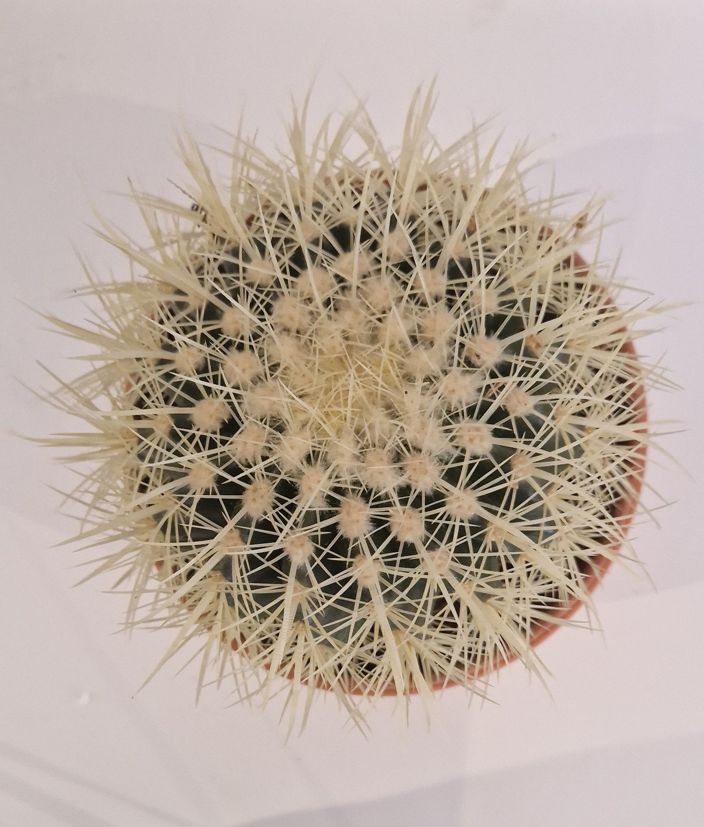 Cactus in a terracotta pot.