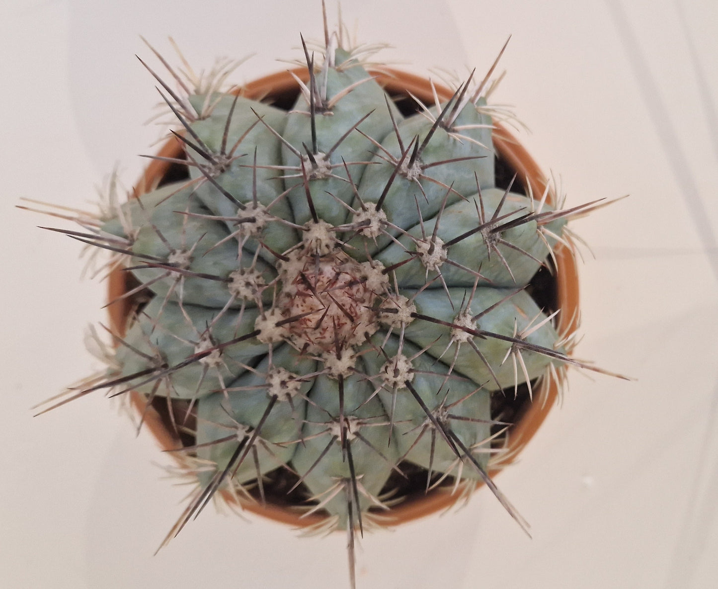 Cactus in a terracotta pot.