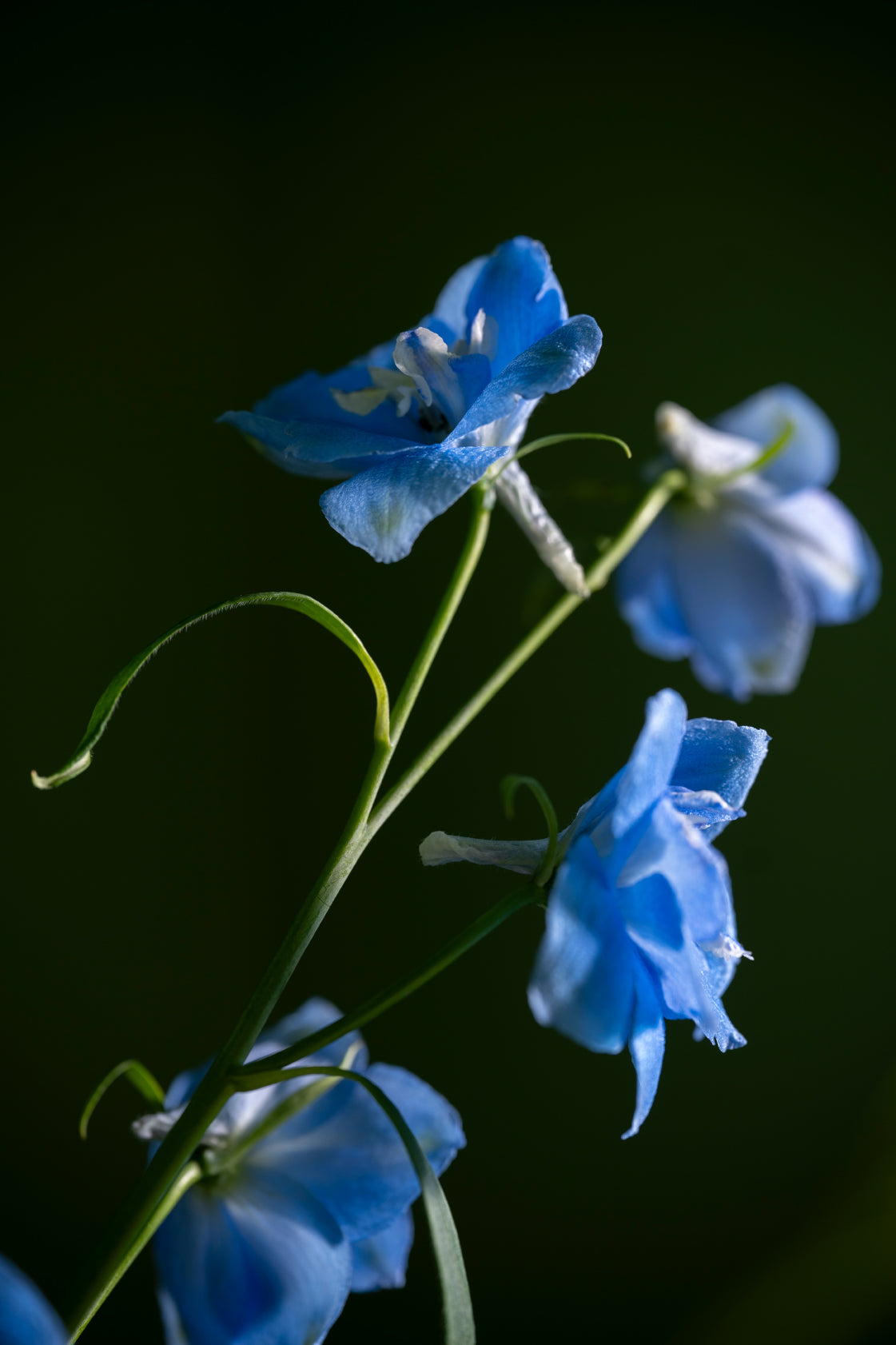 Summer Glow Bouquet: Blues and Pinks