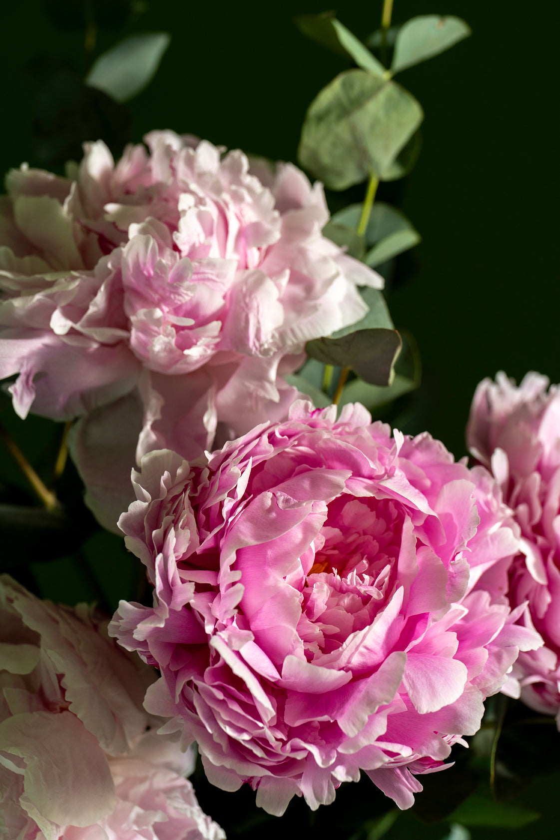 Peony & Eucalyptus Bouquet