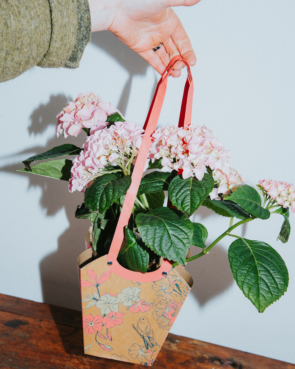 A Classic Hydrangea in a Pretty Bag