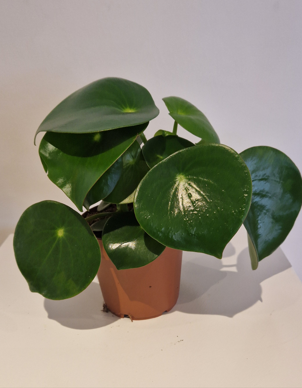 Raindrop peperomia