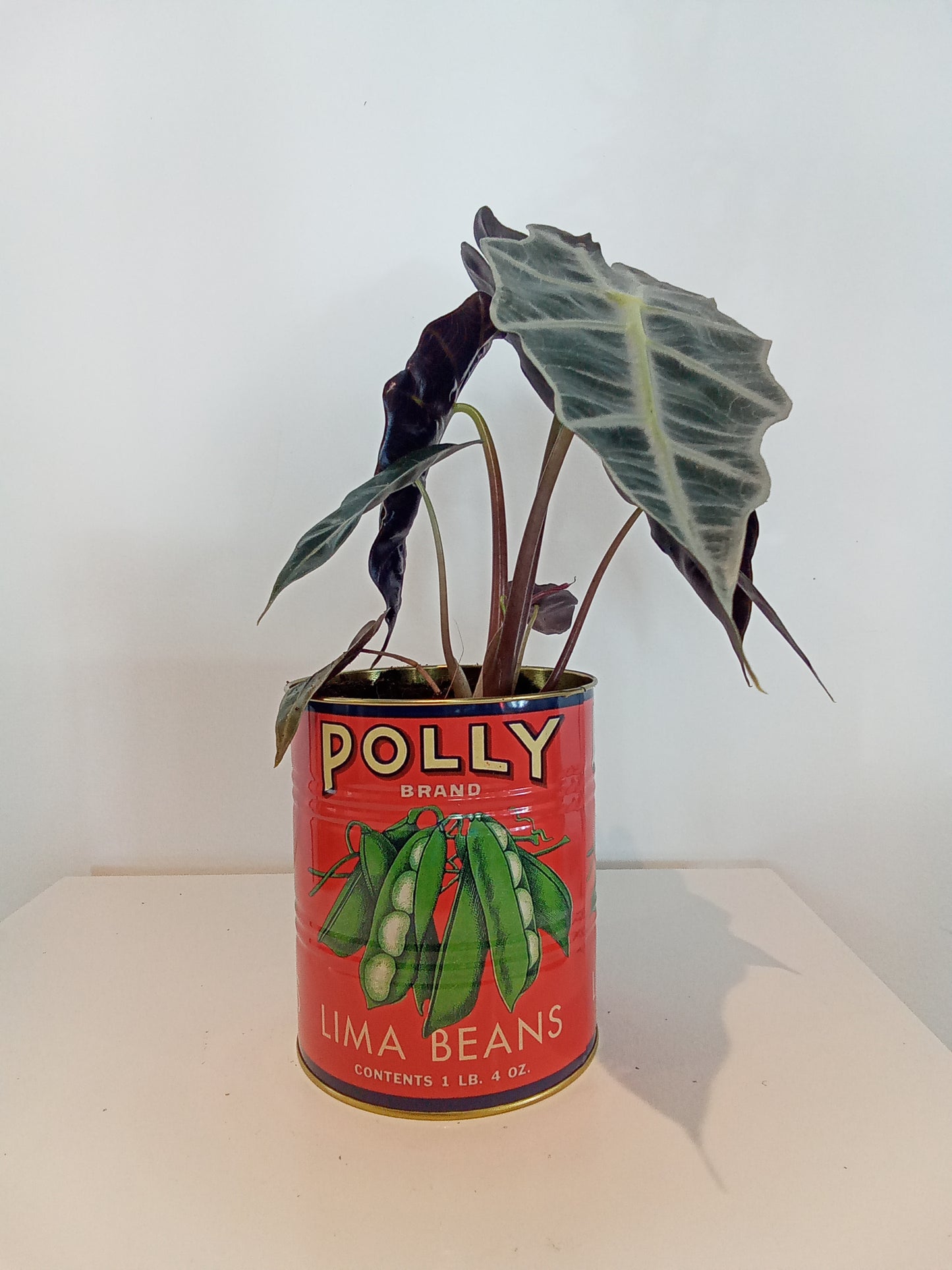 Alocasia plant in pea tin pot