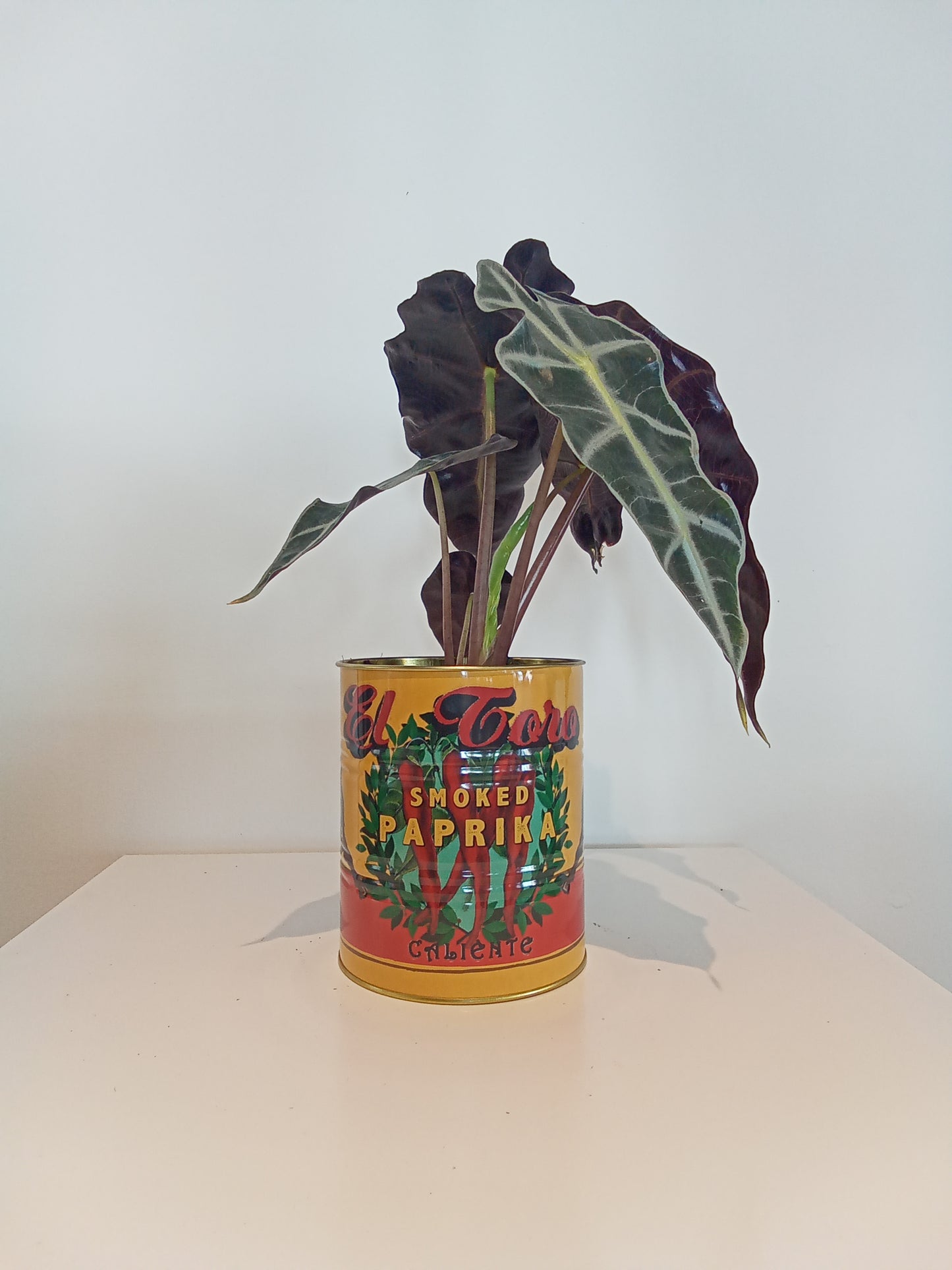 Alocasia and tin pot