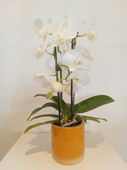 Orchid and yellow pot