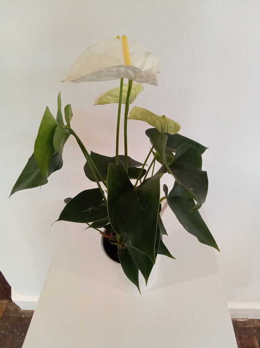 Anthurium