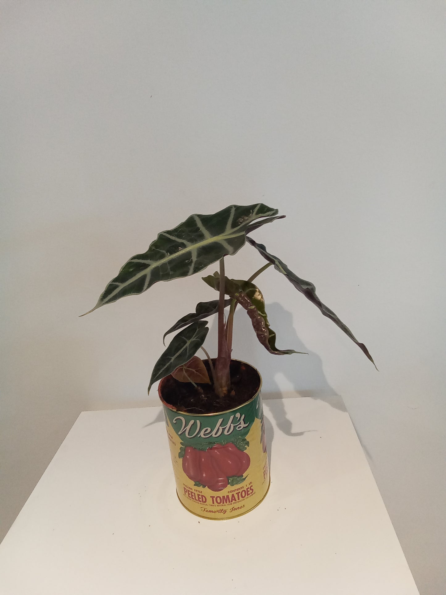 Alocasia in tomato tin pot.