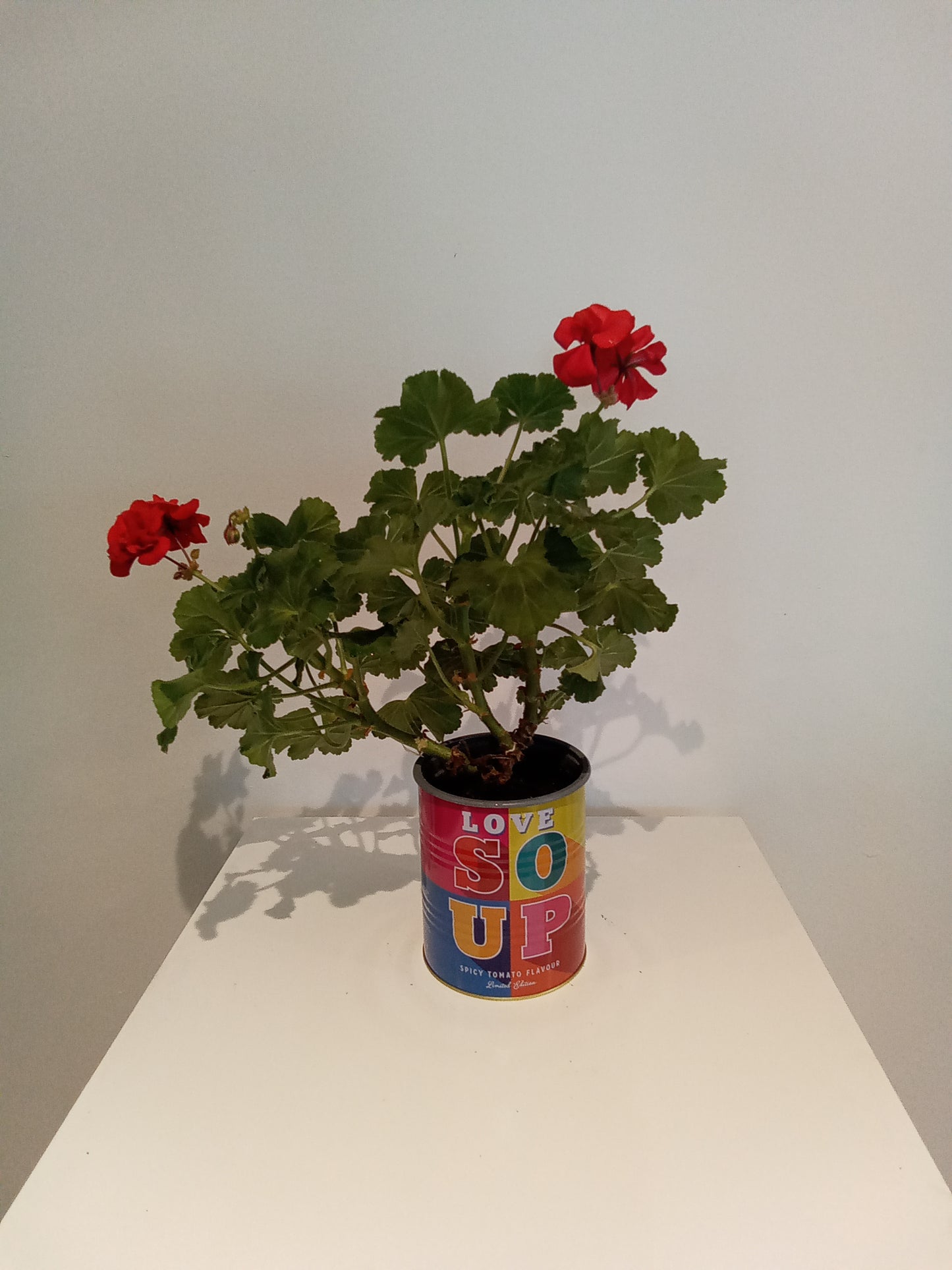 Geranium in soup tin