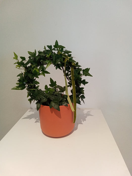 Ivy in orange ceramic pot