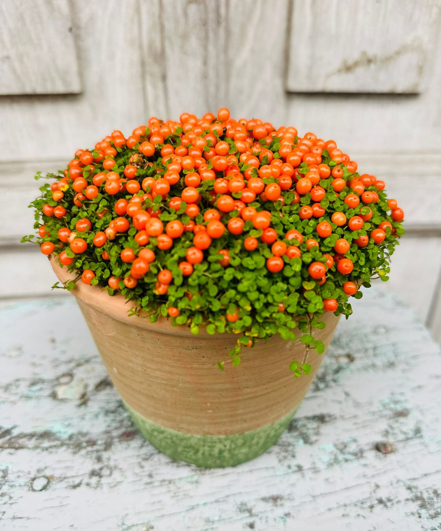 Coral Bead Plant including pot