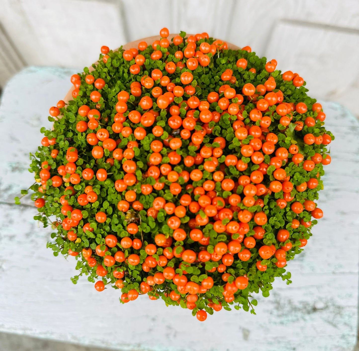 Coral Bead Plant including pot