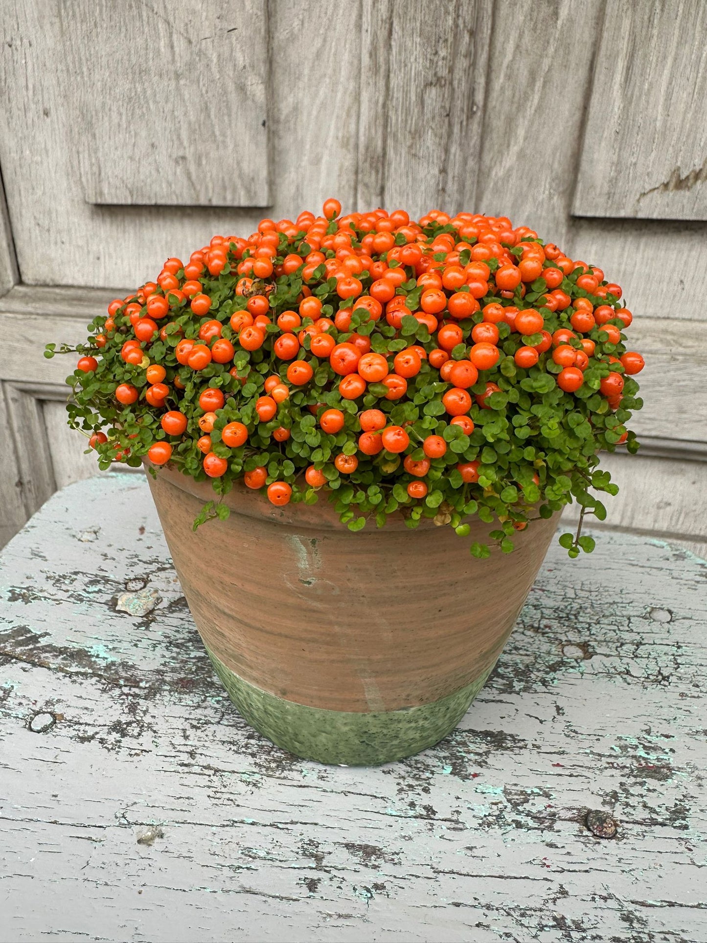 Coral Bead Plant including pot