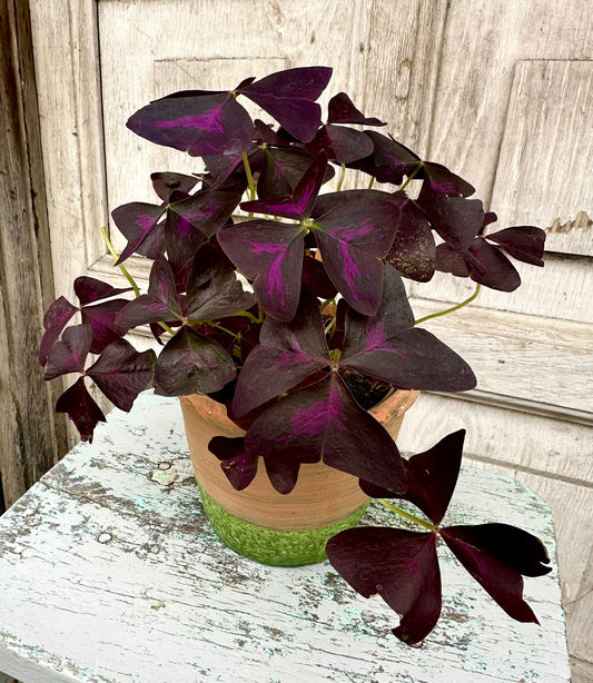 Purple Shamrock including pot