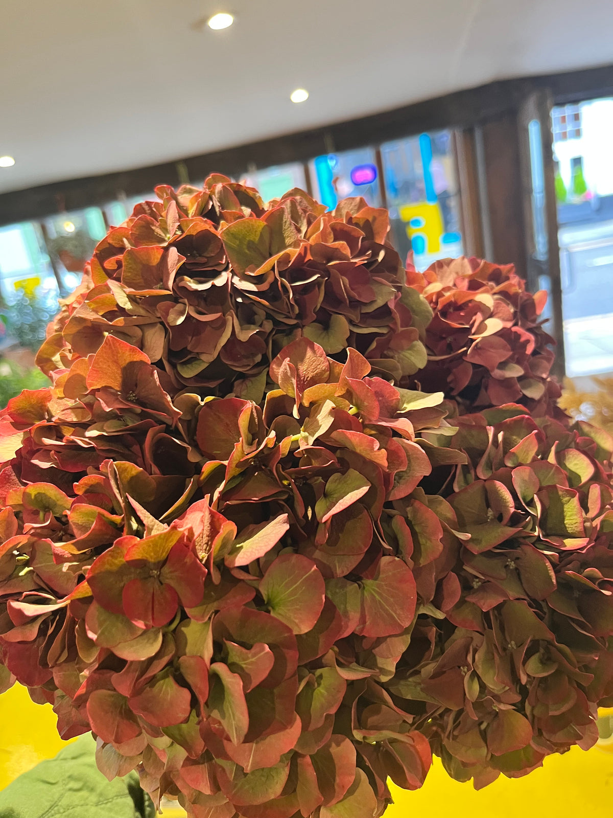 Vintage Hydrangea Wrap
