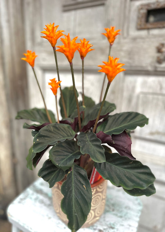 Eternal Flame Calathea Plant including pot