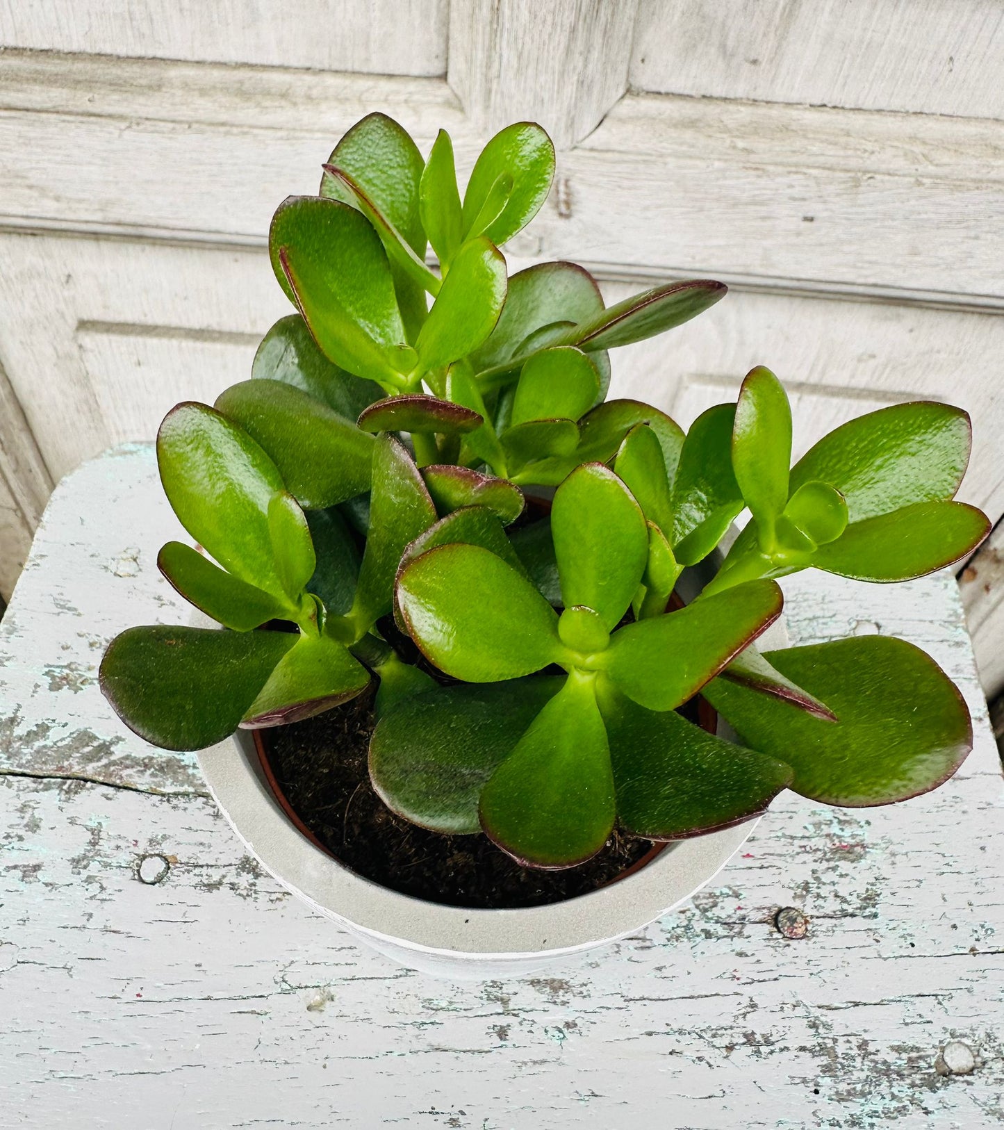 Jade Money Plant including pot