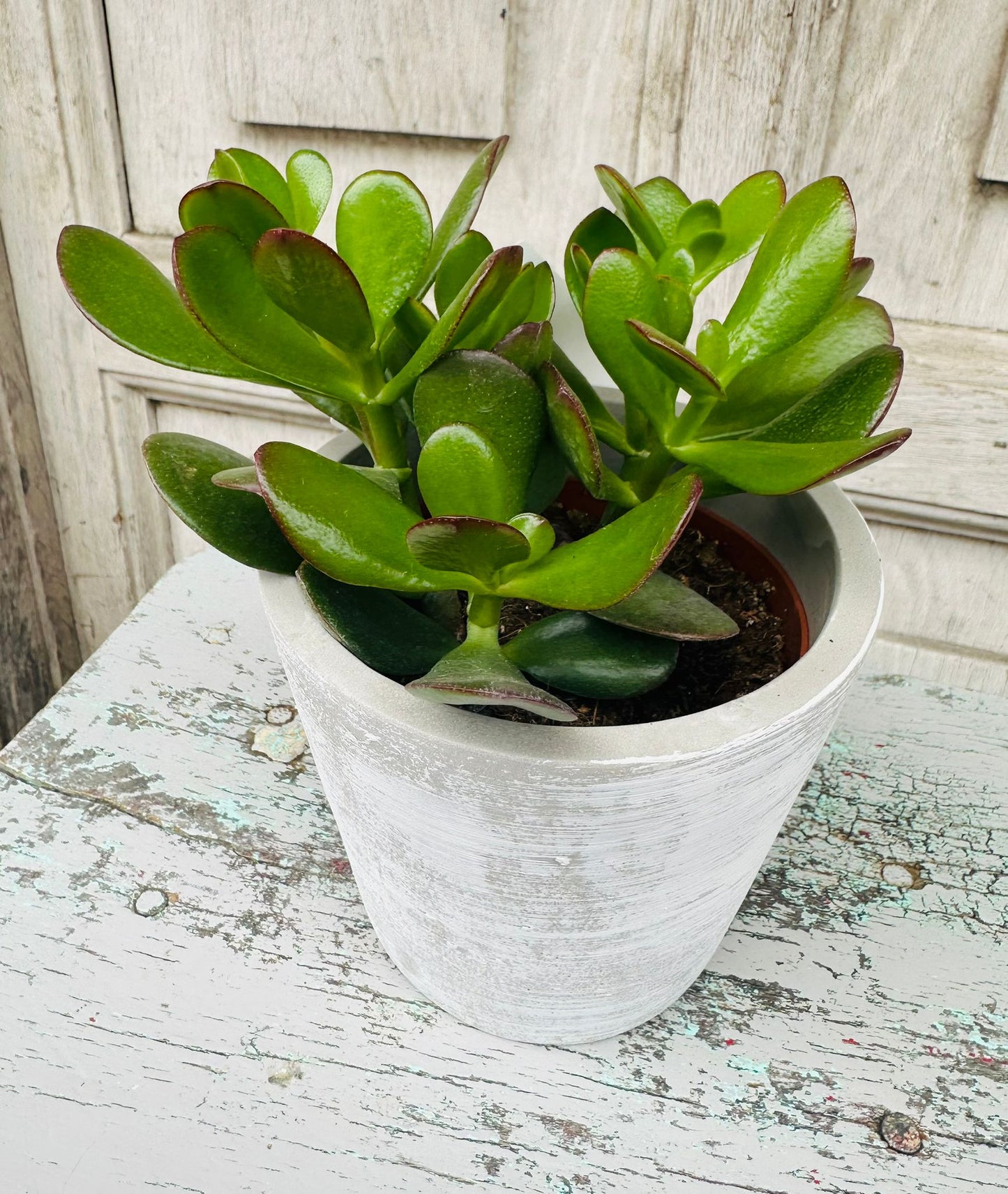 Jade Money Plant including pot