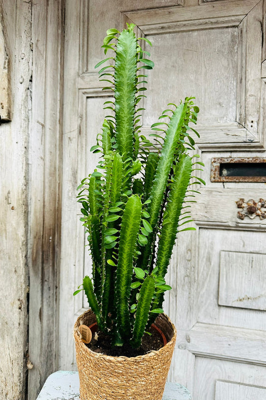 African Milk Cactus Tree including pot