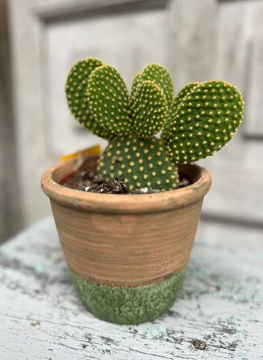 Prickly Pear Cactus including the pot