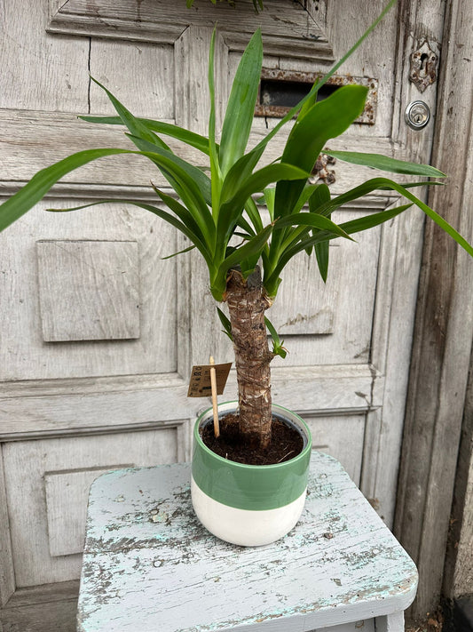 Yucca Plant including pot