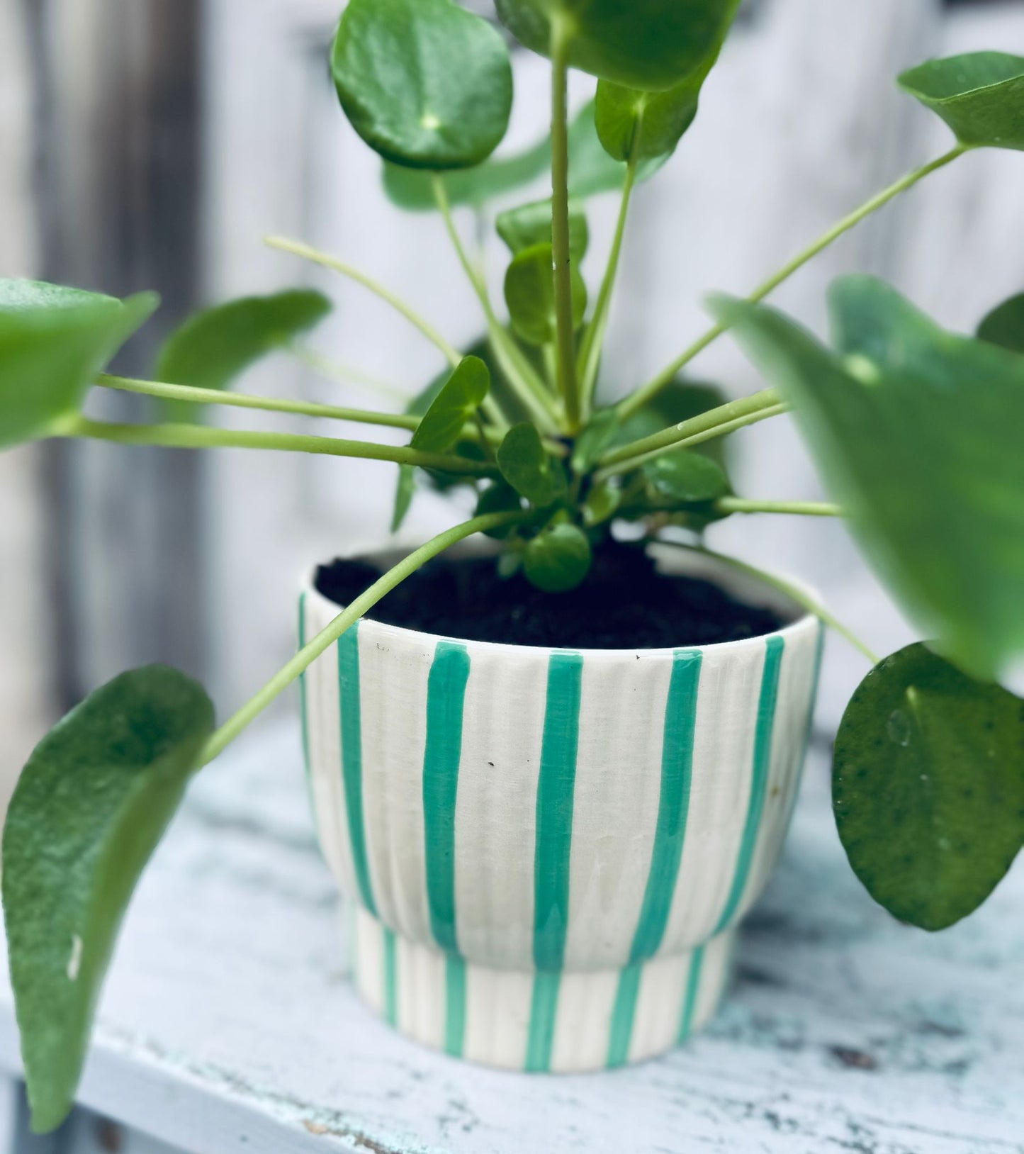Pilea Money Plant including pot