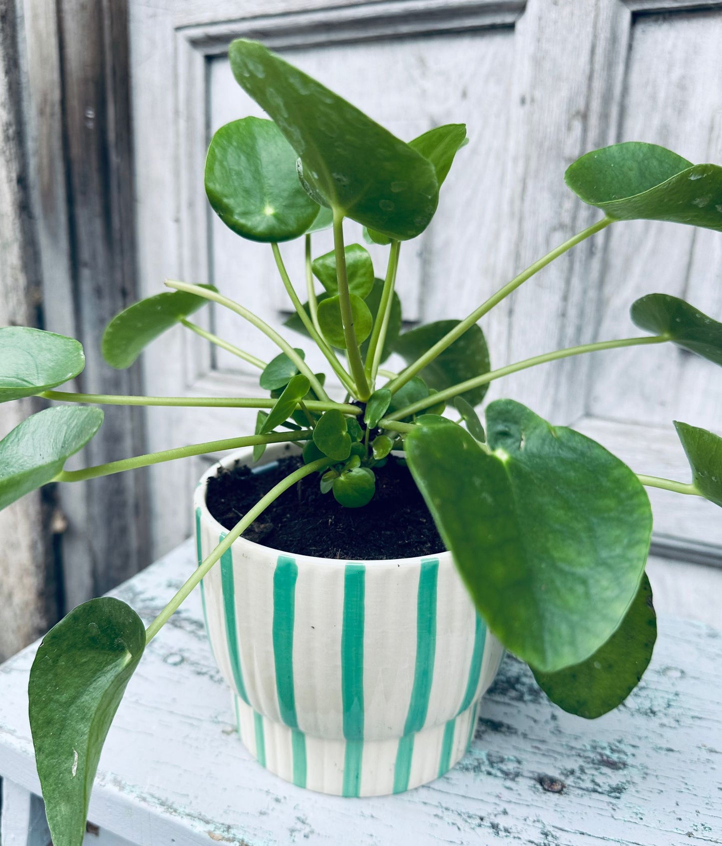 Pilea Money Plant including pot