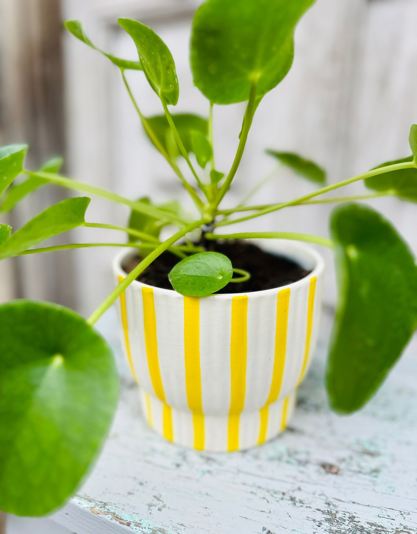 Pilea Money Plant including pot