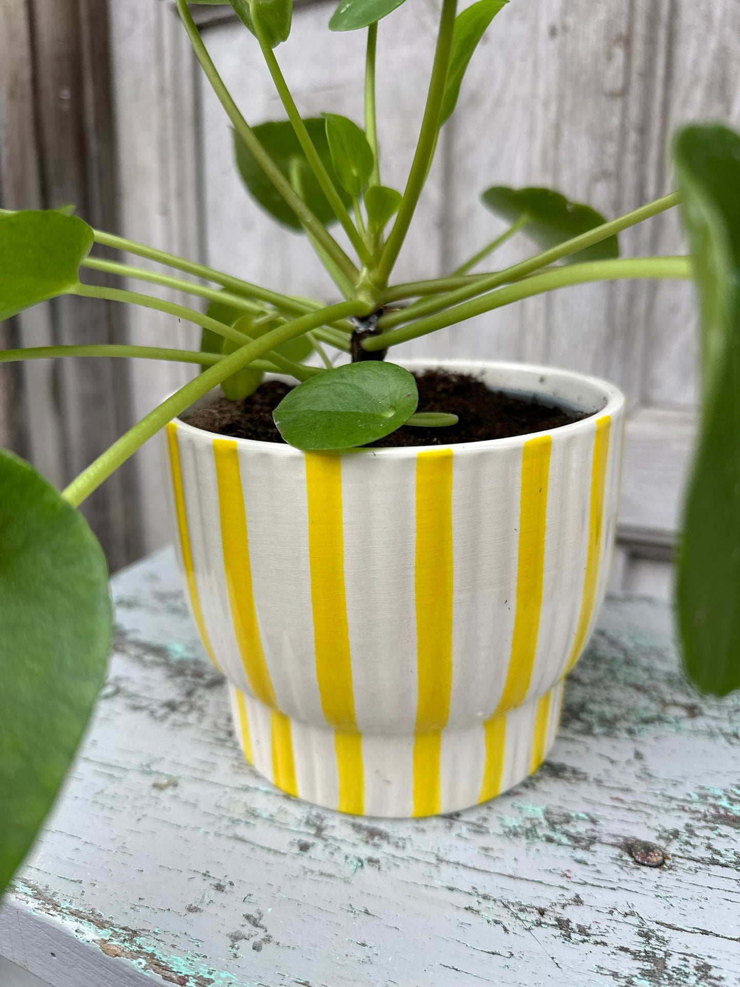 Pilea Money Plant including pot