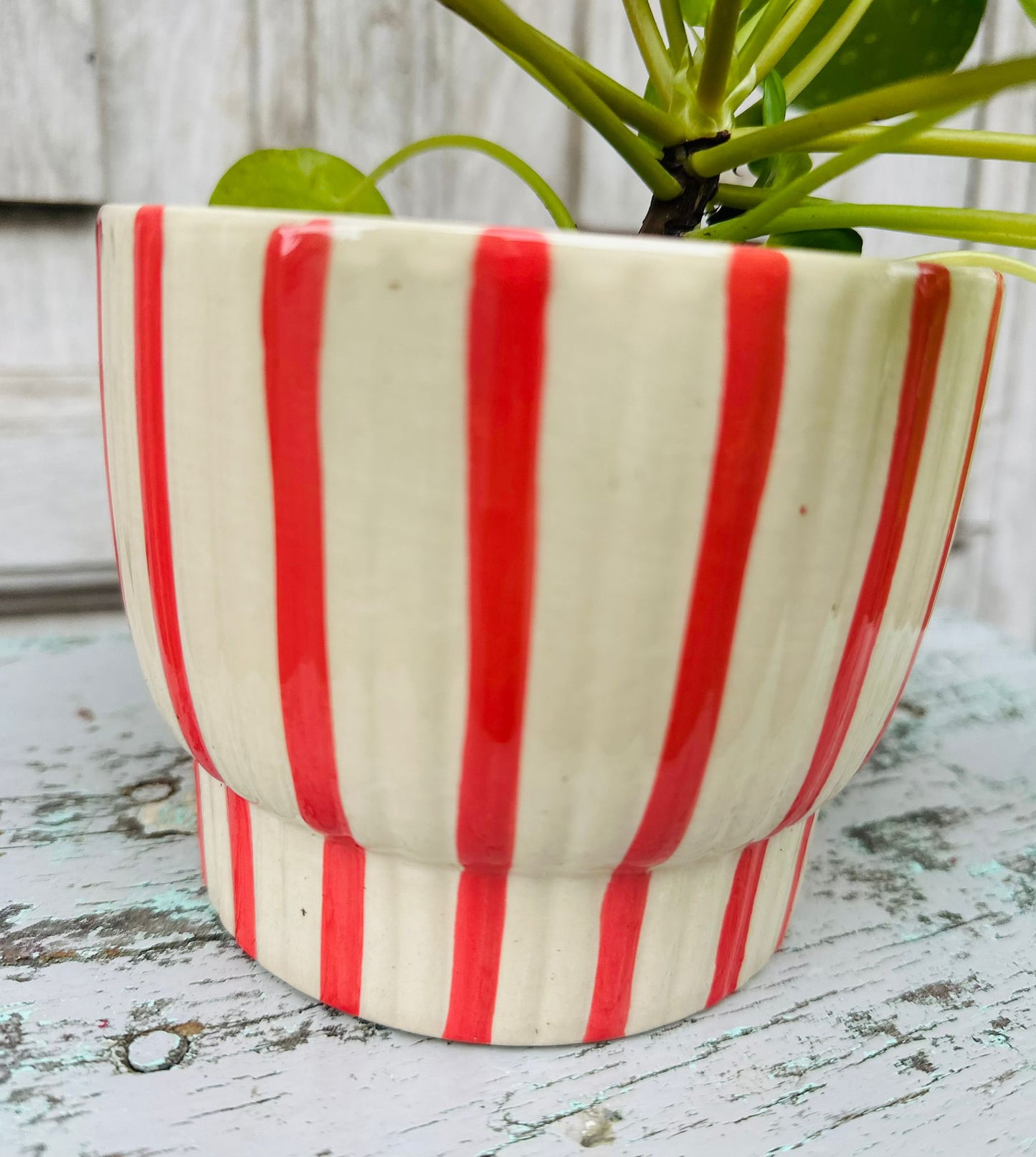 Pilea Money Plant including pot