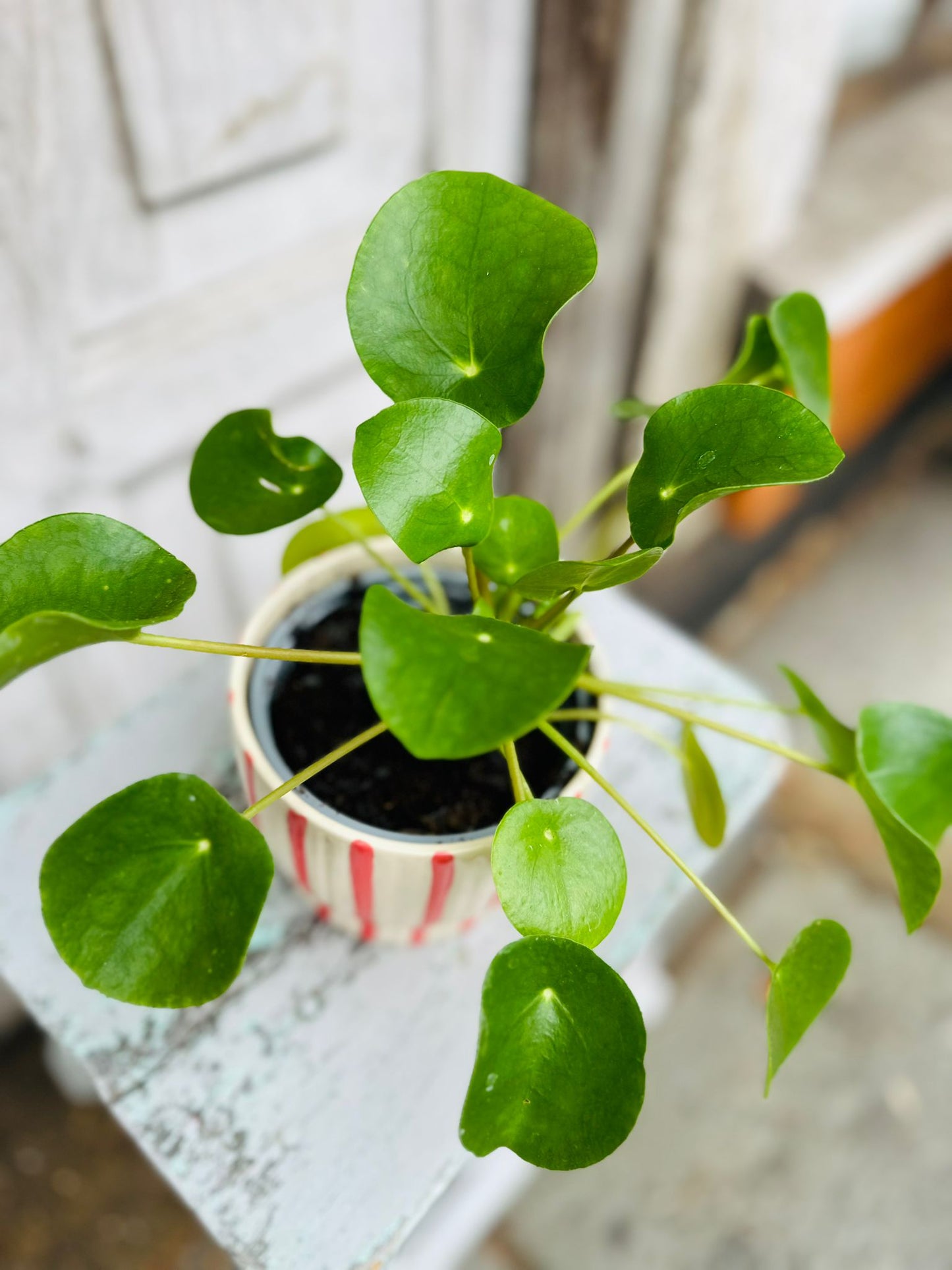 Pilea Money Plant including pot
