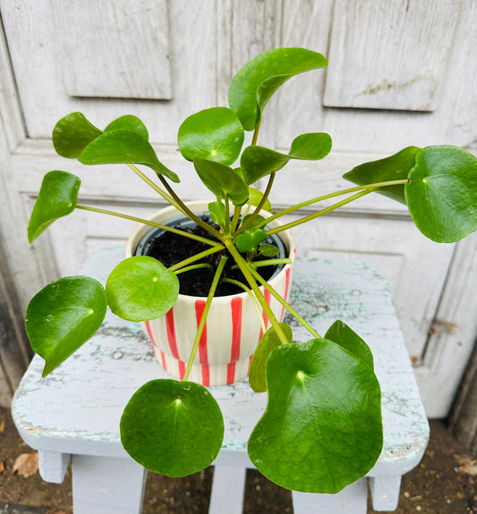 Pilea Money Plant including pot