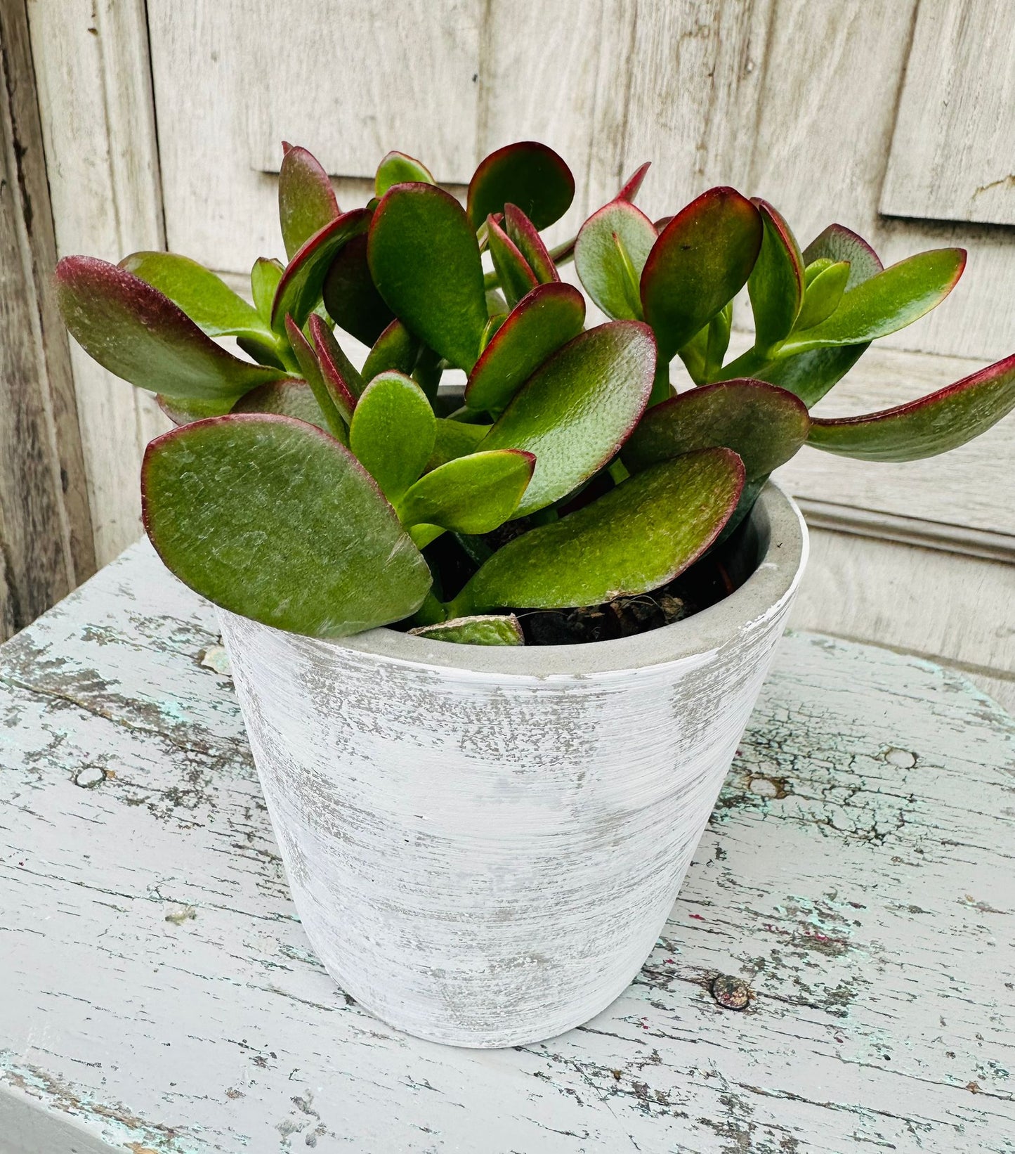 Jade Money Plant including pot