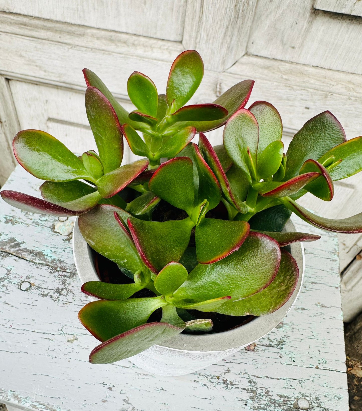 Jade Money Plant including pot