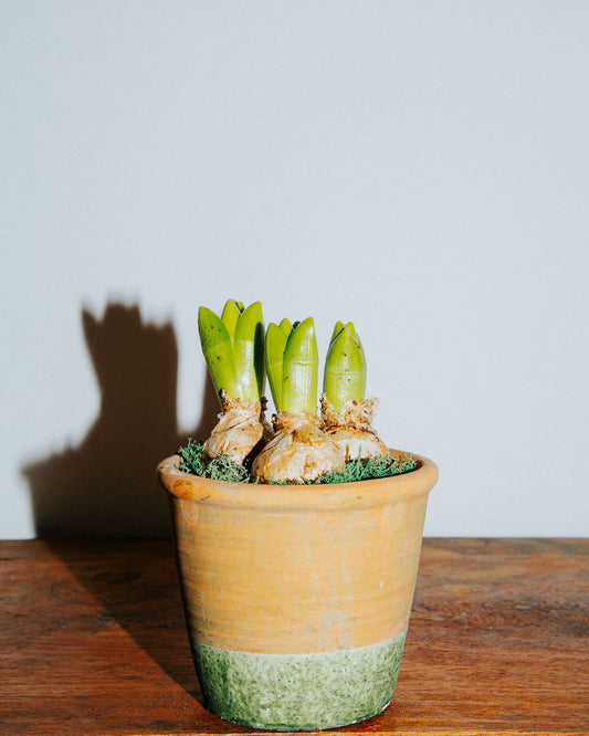 Hyacinth Bulbs in Terracotta Pot
