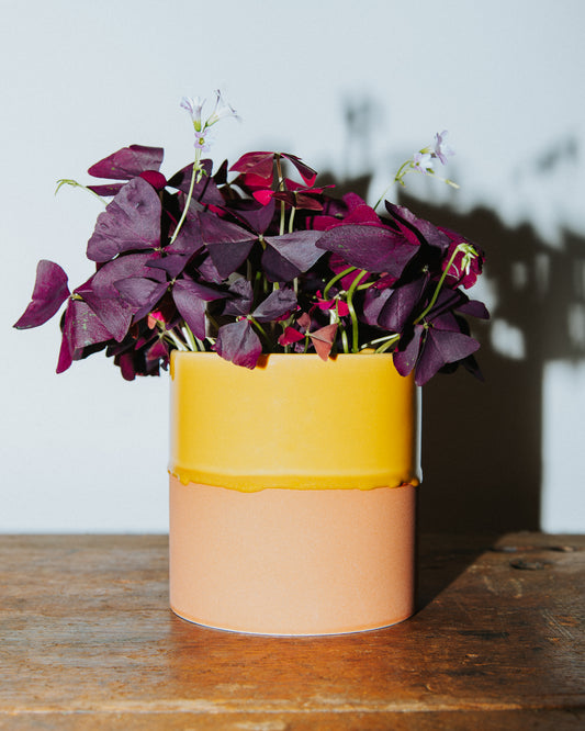 Oxalis Plant